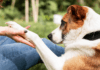Trimming vs Grinding Dog Nails: What's Best?